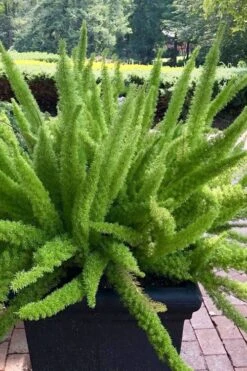 Foxtail Fern (Asparagus Densiflorus) - 1 Gallon Pot -Garden Plants Shop asparagus aethiopicus foxtail fern 1