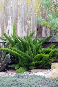Foxtail Fern (Asparagus Densiflorus) - 1 Gallon Pot -Garden Plants Shop asparagus aethiopicus foxtail fern 3