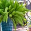 Foxtail Fern (Asparagus Densiflorus) - 3 Gallon Pot -Garden Plants Shop asparagus aethiopicus foxtail fern 4 1