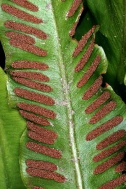 Hart's Tongue Fern (Asplenium Scolopendrium) - 1 Gallon Pot -Garden Plants Shop asplenium scolopendrium harts tongue fern 2