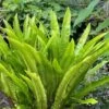 Hart's Tongue Fern (Asplenium Scolopendrium) - 1 Gallon Pot -Garden Plants Shop asplenium scolopendrium harts tongue fern 8