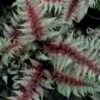 Regal Red Japanese Painted Fern - 5 Pack Of Quart Pots -Garden Plants Shop athyrium pictum regal red japanese painted fern 10