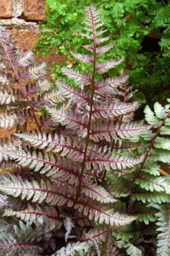 Regal Red Japanese Painted Fern - 5 Pack Of Quart Pots 9 Regal Red Japanese Painted Fern - 5 Pack Of Quart Pots -Garden Plants Shop athyrium pictum regal red japanese painted fern 11