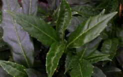 Dwarf Green Aucuba - Japanese Laurel - 3 Gallon Pot -Garden Plants Shop aucuba dwarf green foliage