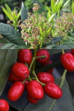 Sawtoothed Aucuba Serratifolia - 6 Pack Of 1 Gallon Pots -Garden Plants Shop aucuba japonica serratifolia sawtoothed japanese laurel 21