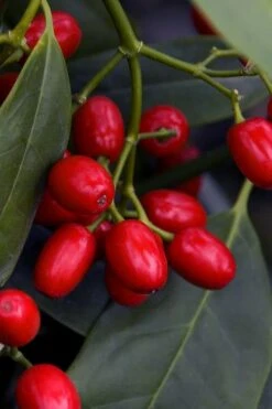 Sawtoothed Aucuba Serratifolia - 6 Pack Of 1 Gallon Pots -Garden Plants Shop aucuba japonica serratifolia sawtoothed japanese laurel 23