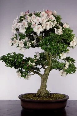 Joga Satsuki Azalea - 3 Gallon Pot 12 Joga Satsuki Azalea - 3 Gallon Pot -Garden Plants Shop azalea