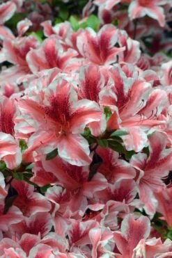 Ben Morrison Azalea - 3 Gallon Pot -Garden Plants Shop azalea ben morrison 1