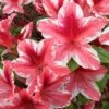 Ben Morrison Azalea - 3 Gallon Pot -Garden Plants Shop azalea ben morrison 2