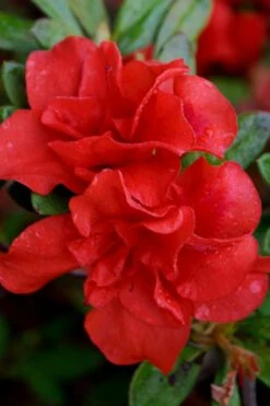 Autumn Embers Encore Azalea - 2 Gallon