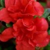 Autumn Embers Encore Azalea - 1 Gallon Pot -Garden Plants Shop azalea encore autumn embers 102