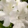 Autumn Ivory Encore Azalea - 3 Gallon Pot -Garden Plants Shop azalea encore autumn ivory 2 1