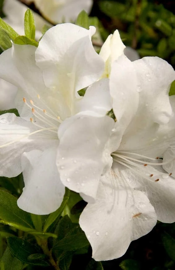 Autumn Ivory Encore Azalea - 3 Gallon Pot 3 Autumn Ivory Encore Azalea - 3 Gallon Pot