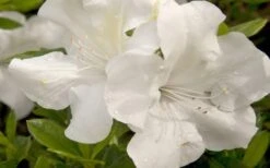 Autumn Ivory Encore Azalea - 6 Pack Of 1 Gallon Pots -Garden Plants Shop azalea encore autumn ivory 20 2