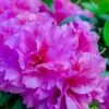 Autumn Majesty Encore Azalea - 1 Gallon Pot -Garden Plants Shop azalea encore autumn majesty 10