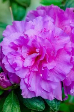 Autumn Majesty Encore Azalea - 1 Gallon Pot -Garden Plants Shop azalea encore autumn majesty 12