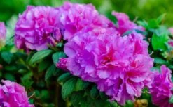 Autumn Majesty Encore Azalea - 1 Gallon Pot -Garden Plants Shop azalea encore autumn majesty 13