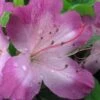 Fawn Azalea - 2 Gallon Pot -Garden Plants Shop azalea fawn 1
