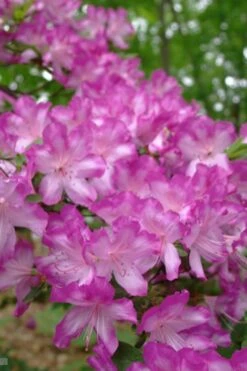 Fawn Azalea - 2 Gallon Pot -Garden Plants Shop azalea fawn 6