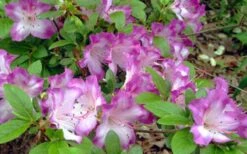 Fawn Azalea - 2 Gallon Pot -Garden Plants Shop azalea fawn 7