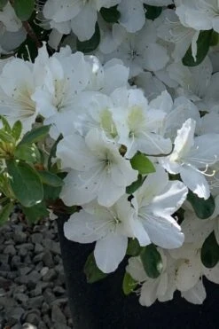 Girard's Pleasant White Azalea - 1 Gallon Pot 15 Girard's Pleasant White Azalea - 1 Gallon Pot -Garden Plants Shop azalea girards pleasant white 22