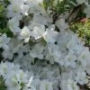 Girard's Pleasant White Azalea - 1 Gallon Pot -Garden Plants Shop azalea girards pleasant white 23