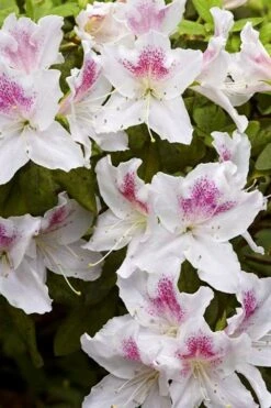 Joga Satsuki Azalea - 3 Gallon Pot 11 Joga Satsuki Azalea - 3 Gallon Pot -Garden Plants Shop azalea joga 1