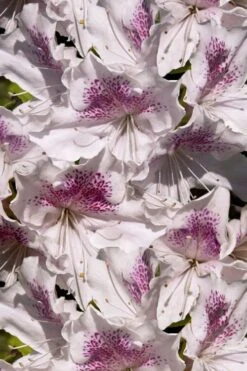 Joga Satsuki Azalea - 3 Gallon Pot 13 Joga Satsuki Azalea - 3 Gallon Pot -Garden Plants Shop azalea joga 6