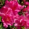 Michaele Lux Azalea - 1 Gallon Pot 2 Michaele Lux Azalea - 1 Gallon Pot -Garden Plants Shop azalea michaele lux 1