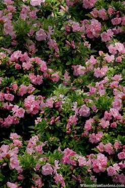 Perfecto Mundo Double Pink Reblooming Azalea - 2 Gallon Pot -Garden Plants Shop azalea perfecto mundo double pink 1