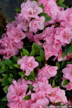 Perfecto Mundo Double Pink Reblooming Azalea - 2 Gallon Pot -Garden Plants Shop azalea perfecto mundo double pink 2