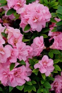 Perfecto Mundo Double Pink Reblooming Azalea - 2 Gallon Pot -Garden Plants Shop azalea perfecto mundo double pink 4
