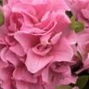 Perfecto Mundo Double Pink Reblooming Azalea - 2 Gallon Pot -Garden Plants Shop azalea perfectomundo double pink 100