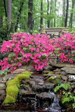 Pink Formosa Azalea - 1 Gallon Pot -Garden Plants Shop azalea pink formosa 2 1