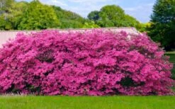 Pink Formosa Azalea - 1 Gallon Pot -Garden Plants Shop azalea pink formosa 4 1