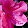Pink Formosa Azalea - 6 Pack Of 1 Gallon Pots -Garden Plants Shop azalea pink formosa 5