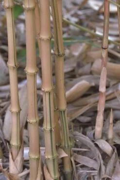 Golden Square Stem Bamboo (Chimonobambusa Quadrangularis 'Suow') - 5 Gallon Pot -Garden Plants Shop bamboo golden square stem 5