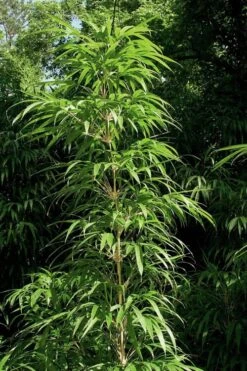 Golden Square Stem Bamboo (Chimonobambusa Quadrangularis 'Suow') - 5 Gallon Pot -Garden Plants Shop bamboo golden square stem 6