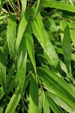 Golden Square Stem Bamboo (Chimonobambusa Quadrangularis 'Suow') - 5 Gallon Pot -Garden Plants Shop bamboo golden square stem 7