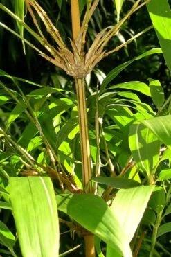Golden Square Stem Bamboo (Chimonobambusa Quadrangularis 'Suow') - 5 Gallon Pot -Garden Plants Shop bamboo golden square stem 8