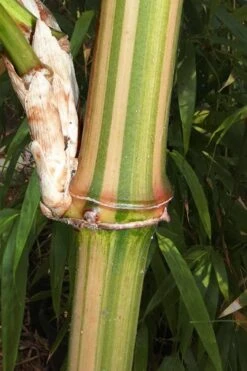 Golden Square Stem Bamboo (Chimonobambusa Quadrangularis 'Suow') - 5 Gallon Pot -Garden Plants Shop bamboo golden square stem 9