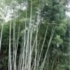 Black Stripe Bamboo - Phyllostachys Nigra Megurochiku - 3 Gallon Pot