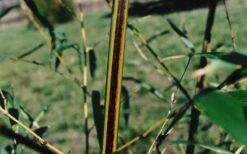 Black Stripe Bamboo - Phyllostachys Nigra Megurochiku - 3 Gallon Pot -Garden Plants Shop black stripe bamboo phyllostachys nigra megurochiku