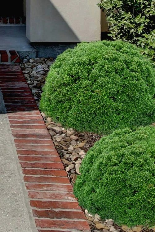 Justin Brouwers Dwarf Boxwood - 1 Gallon Pot 2 Justin Brouwers Dwarf Boxwood - 1 Gallon Pot