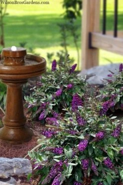 Blueberry Pie Dwarf Butterfly Bush (Buddleia) - 3 Gallon Pot -Garden Plants Shop buddleia blueberry pie butterfly bush 3