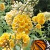 Honeycomb Yellow Butterfly Bush - Quart Pot -Garden Plants Shop buddleia weyeriana honeycomb yellow butterfly bush 101