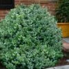 Gordo Boxwood - 1 Gallon Pot -Garden Plants Shop buxus gordo boxwood 1