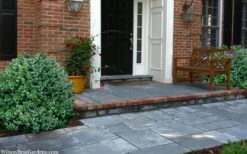 Gordo Boxwood - 5 Pack Of Quart Pots -Garden Plants Shop buxus gordo boxwood 2 1