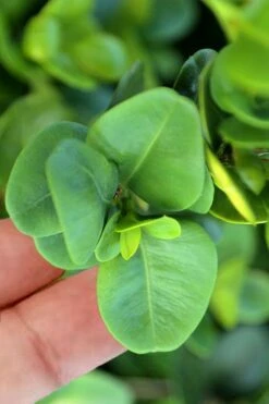 Gordo Boxwood - 1 Gallon Pot -Garden Plants Shop buxus gordo boxwood 3