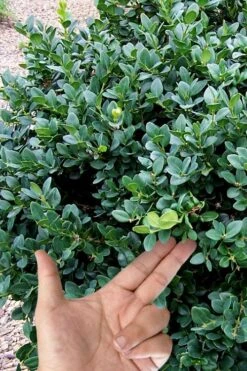 Gordo Boxwood - 1 Gallon Pot -Garden Plants Shop buxus gordo boxwood 4